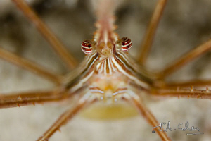 Arrow Crab by Julian Cohen 